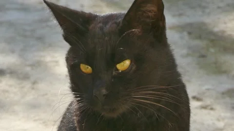 Close-up of a black cat with piercing golden eyes Stock Footage 317966682
