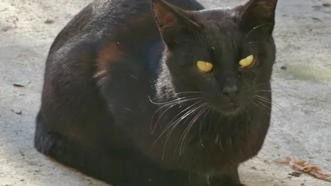Close-up of a black cat with piercing golden eyes Stock Footage 317966694