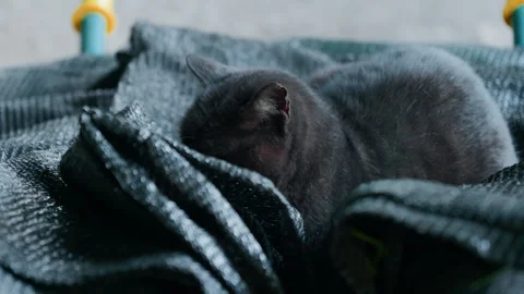 Close-Up of Black Cat Resting in Wheelbarrow with Dark Cloth Stock Footage 320188374