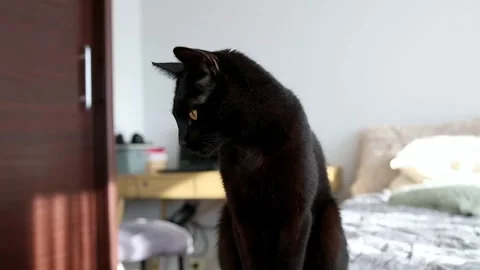 A close-up black cat sits on a light background Stock Footage 303282538