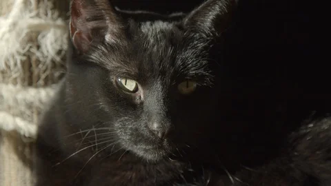 Close up of black cat staring ahead in slow motion, 4k Stock Footage 120883875