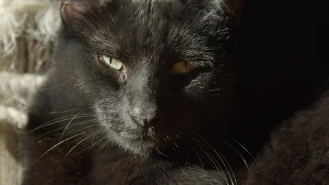 Close up of black cat staring at the camera in slow motion, 4k Stock Footage 120883967