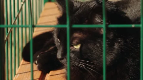 Close-up of a black cat with striking yellow eyes resting behind a green metal Stock Footage 332612331