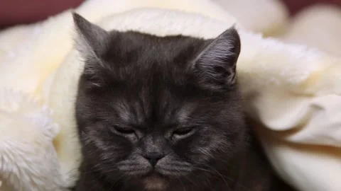 Close-up of a black cat under a fluffy blanket. Stock Footage 149125279