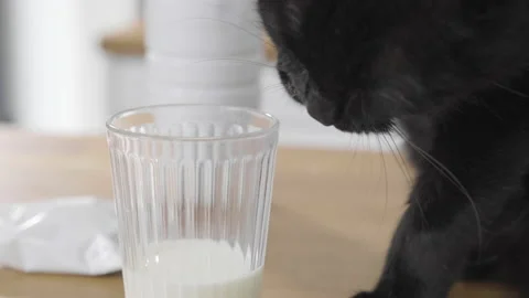 Close up Black cat using his paw to reach for milk in a glass Video stock 170769572