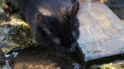 Close-up of a black cat, which is drinking water from a source Stock Footage 130565139