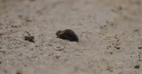 Close up of black caterpillar  Stock Footage 162808945