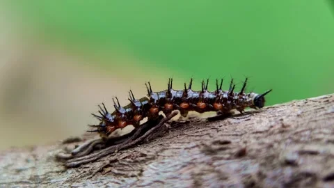 Close up black caterpillars with orange dots are crawling on the tree Stock Footage 252444052