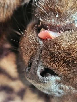 Close-up of a black cat's muzzle with its tongue hanging out Stock Photos