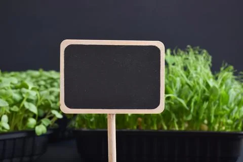 Close-up of a black chalk board with micro-green. Stock Photos