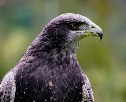 Close-up of Black-Chested Buzzard-Eagle head Stock Photos