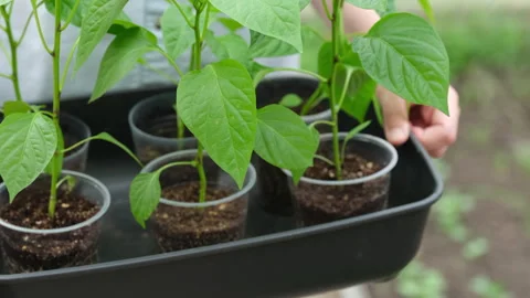 Close-up of a black container with pepper plant seedlings in it in woman hands  Stock Footage 307415140