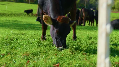 Close-Up of Black Cow Grazing in Mountain Valley with Others Stock Footage 320189132
