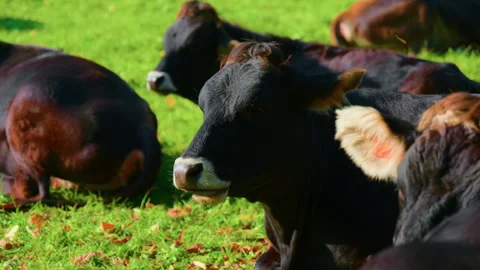 Close-Up of Black Cow Lying and Ruminating in Alpine Meadow Stock Footage 320189433