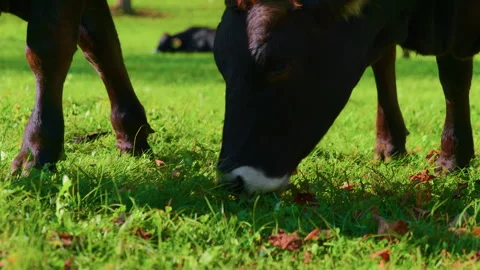 Close-Up of Black Cow Muzzle Grazing in Alpine Meadow Stock Footage 320190104