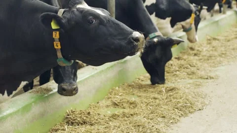 Close-up of a black cows head eating haylage in a stall on a dairy farm. Cows Stock Footage 320301352