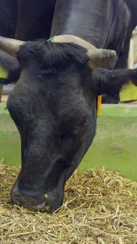 Close-up of black cows head eating haylage in stall on dairy farm. Cattle Stock Footage 320409487