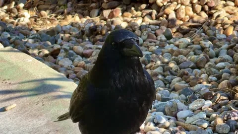 Close up of black crow drinking water from stone birdbath Stock Footage 336250984