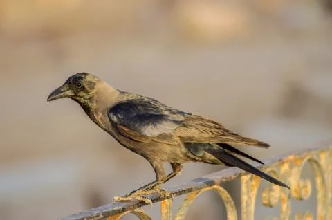 Close-up of a black crow Stock Photos