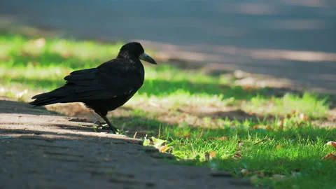 Close up of a black crow walking on the pavement of a park Stock Footage 316722488