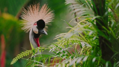 Close up black crowned crane. Bird eating leaves Stock Footage 116531252