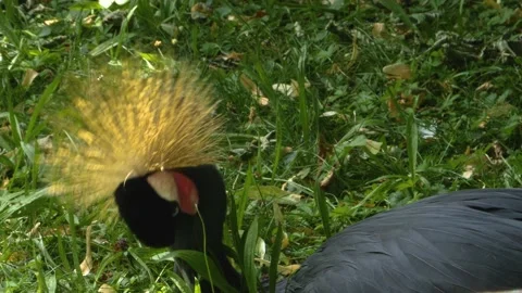 Close up of Black crowned crane Video stock 135037425