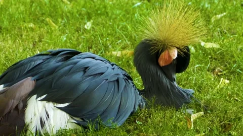  Close up of Black crowned crane Stock Footage 141271077