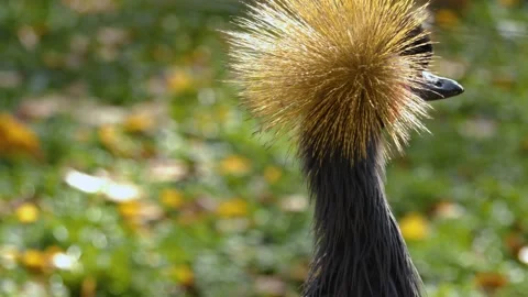 Close up of black crowned crane  Stock Footage 167866241