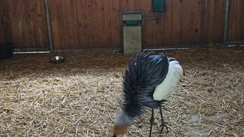 Close up of a black crowned crane Stock Footage 271522442