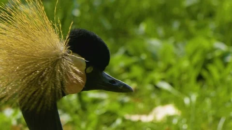  Close up of Black crowned crane head Stock Footage 141282114