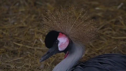 Close up black crowned crane head Stock Footage 263898727