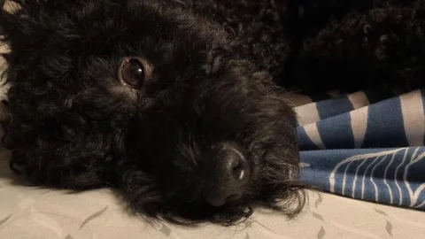 Close-up of a black curly-haired dog peacefully sleeping on a patterned bed.. Video stock 321803387