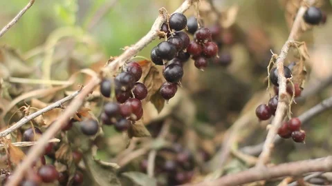 Close up of black currant bush Stock Footage 77416680