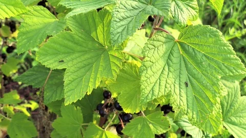 Close-up of black currant Stock Footage 92853539