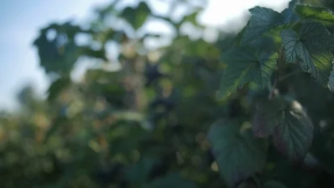 Close up on a black currant in the middle of the leaves Video stock 77718521