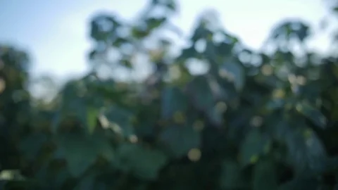 Close up on a black currant in the middle of the leaves Video stock 77788221