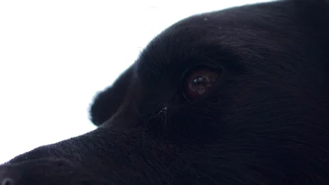 Close-up of a black dog head Stock Footage 130003726