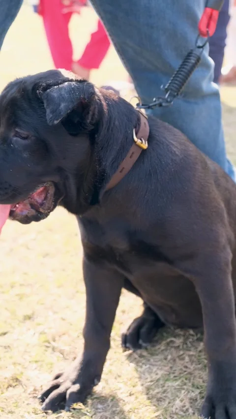 Close-up of black dog Kane Corso relexing after walk with owner, vertical video Stock Footage 343785107