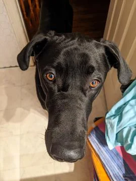 A close-up of a black dog looking at the camera Stock Photos