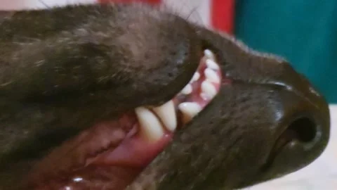 Close-Up of Black Dog Teeth and Healthy Gums – Canine Dental Care Concept Vidéo 333599969