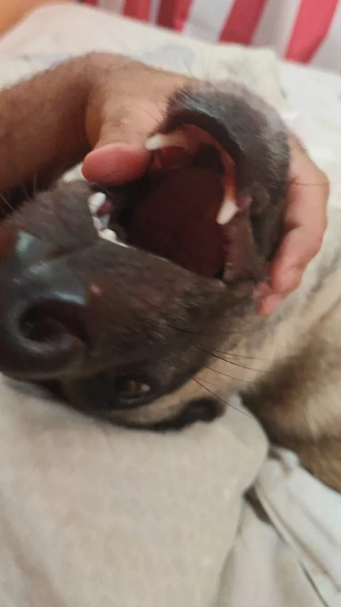 Close-Up of Black Dog Teeth and Healthy Gums – Canine Dental Care Concept Vidéo 333782274