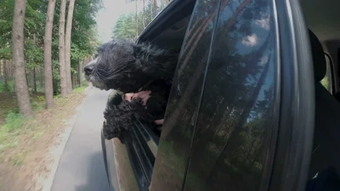 Close-up, a black dog's muzzle leans out of the window of a car driving in the 스톡 동영상 148734506