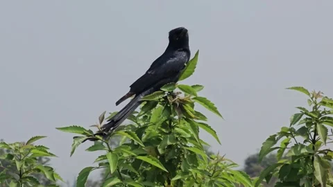 Close Up of Black Drongo Bird Perched Outdoors Видео 325956673
