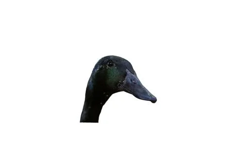 Close up of a black duck head isolated on white background Stock Photos