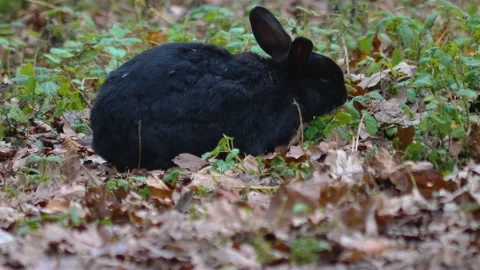 Close up of a black dwarf bunny Stock Footage 144972692