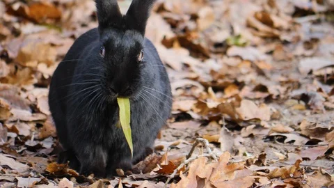 Close up of a black dwarf bunny rabbit Stock Footage 121745920