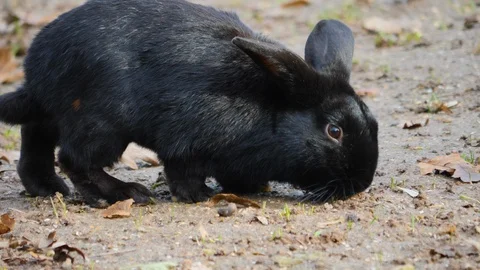 Close up of a black dwarf bunny rabbit Stock Footage 121746706