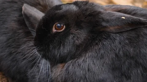 Close up of a black dwarf bunny rabbit Stock Footage 121752828