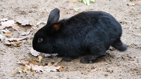Close up of a black dwarf bunny rabbit Stock Footage 121753345