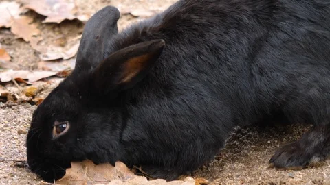 Close up of a black dwarf bunny rabbit Stock Footage 121753468